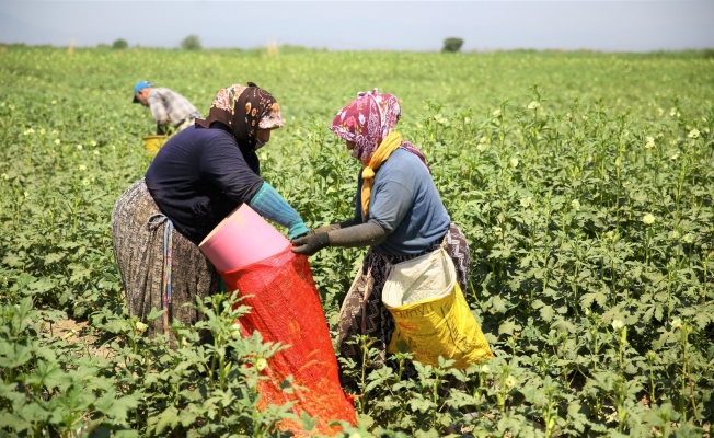 Kütahya’da yılda 250 ton bamya üretiliyor