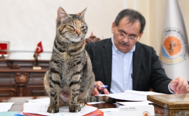 Makamda bir kedi: ’Mayıs’