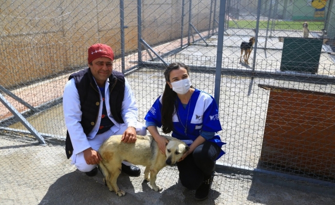 ‘Öznur’ köpek hayata tutundu