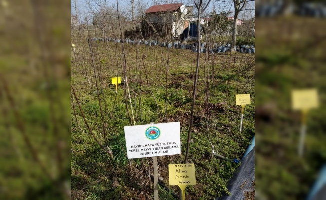 Unutulmaya yüz tutmuş meyveler yeniden yeşeriyor