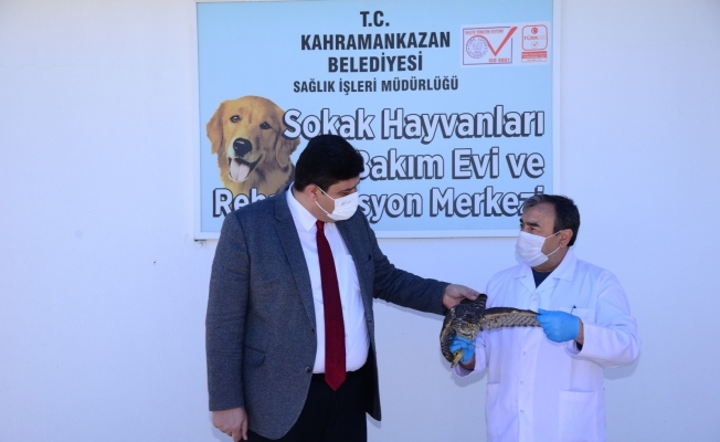 Atmacayı kanadından vurdular