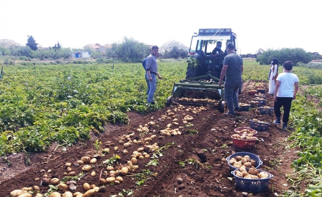 Datça’da ilk turfanda Patates hasadı