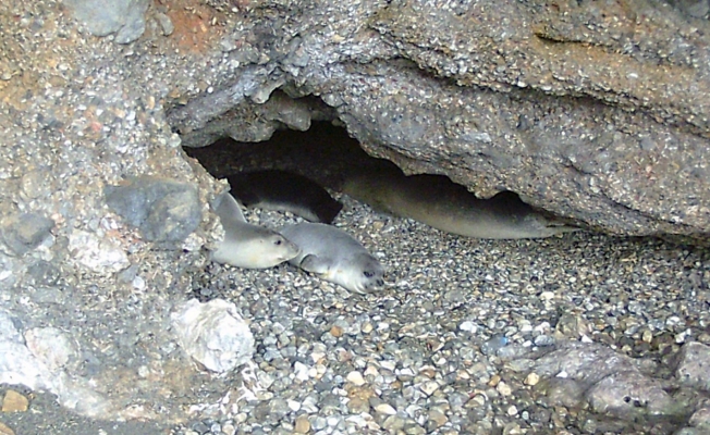 İlk defa bu kadar fazla görüntülendiler
