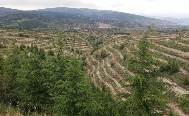 Isparta’da 36 milyon fidan toprakla buluşturuldu