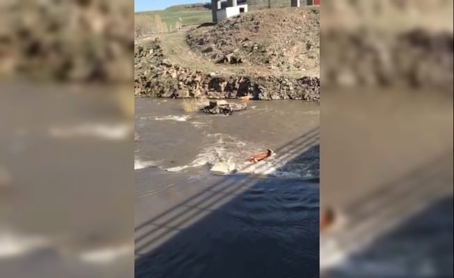 Kars’ta hayvanların azgın sularda sürüklenmesi kameralara yansıdı