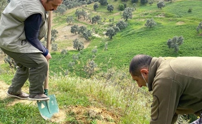 Orkide yumruları toprakla buluşturuldu