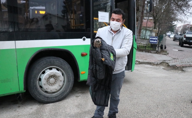 Otobüs şoförü yol kenarında bulduğu yaralı şahini ölümden kurtardı