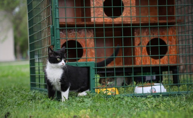 Seçim sandıkları kedi evi oldu