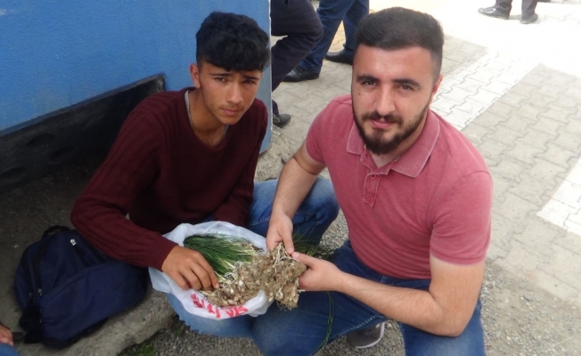 Şifalı zuzubak otunun kilosu altını geride bıraktı