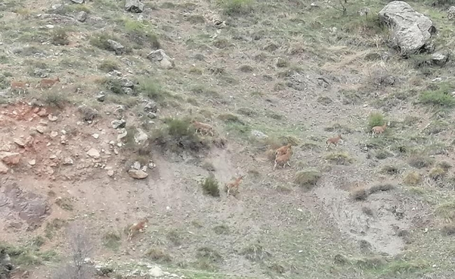 Sivas’ta dağ keçileri gözlemlendi