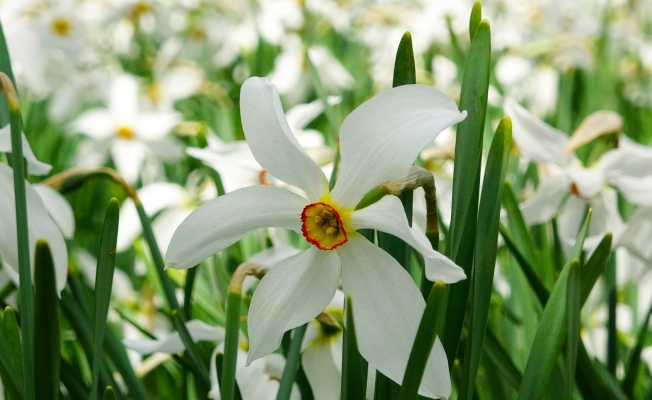 Zerrinkadeh çiçekleri doğal fotoğraf stüdyosu oldu