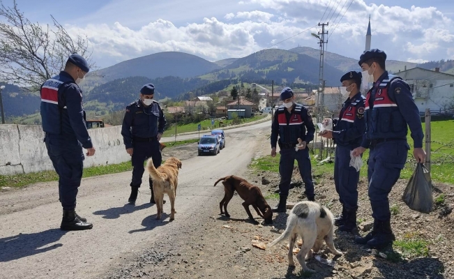 Aç kalan sokak hayvanlarını jandarma besliyor