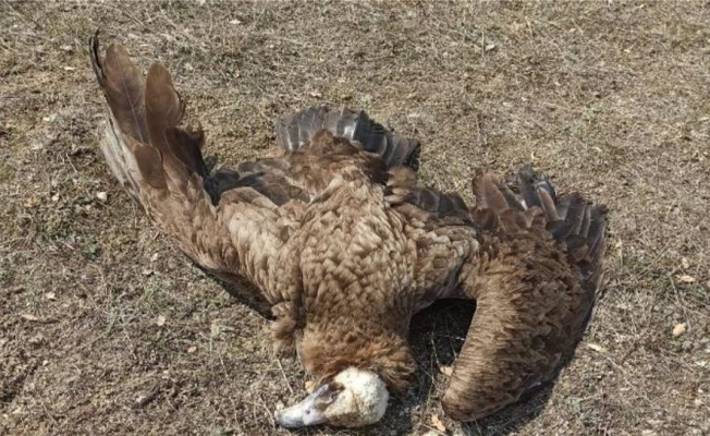 Afyonkarahisar’da 7 kara akbaba zehirlenerek telef oldu