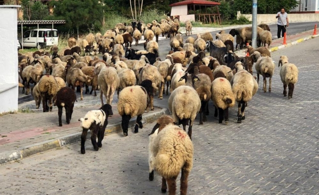 Alanya sokaklarını mera gibi kullandı