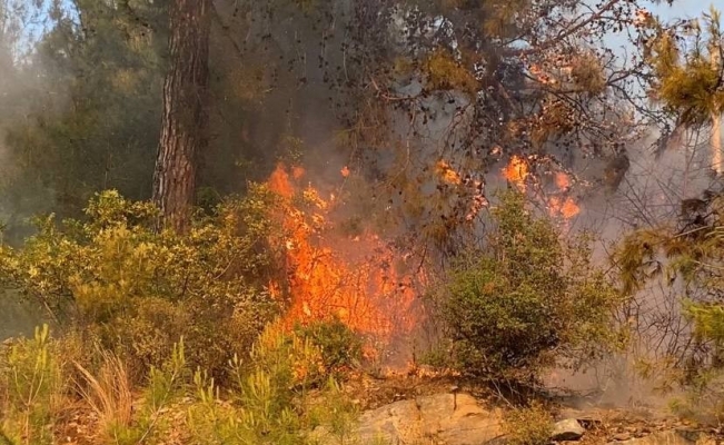 Alanya’da çıkan yangın yerleşim yerlerine sıçramadan söndürüldü