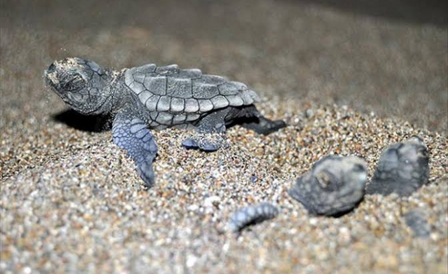 Alanyalı öğrencilerden caretta carettalar için proje