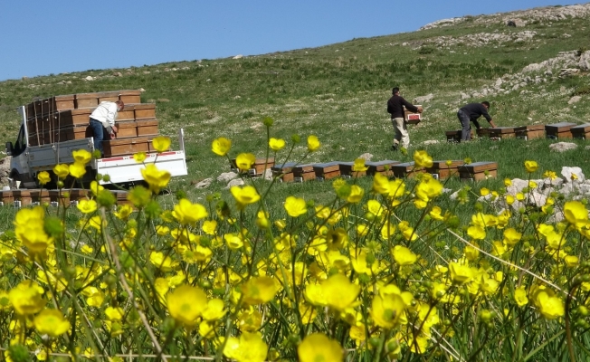 Arıların tatlı yolculuğu başladı, en büyük endişe kuraklık