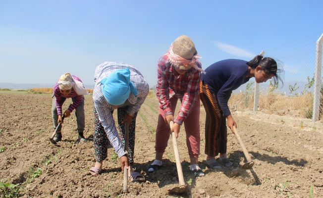 Bamya çapası başladı, üreticiler umutlu