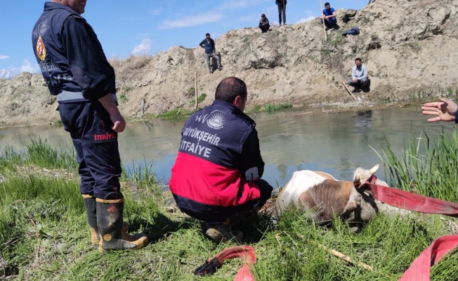 Bataklığa saplanan ineği itfaiye kurtardı