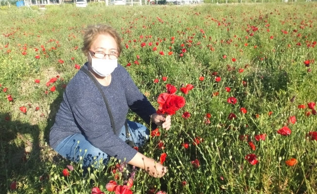 Burhaniye’de gelincik tarlası ilgi odağı oldu