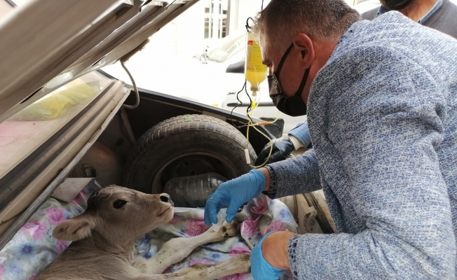 Buzağısını otomobille veterinere yetiştirdi