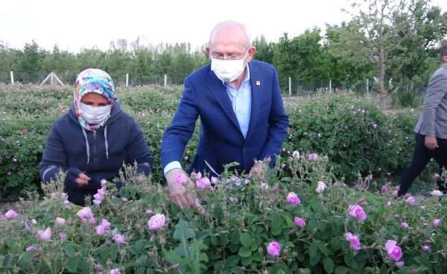 CHP Genel Başkanı Kılıçdaroğlu, Isparta’da işçilerle gül topladı