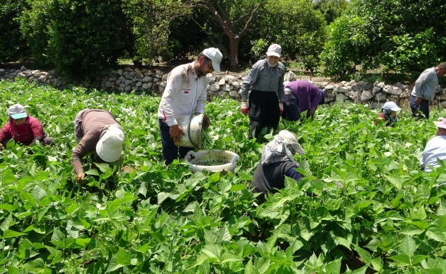 Çiftçiler bayrama denk gelen Dünya Çiftçiler Günü’nü tarlada karşıladı