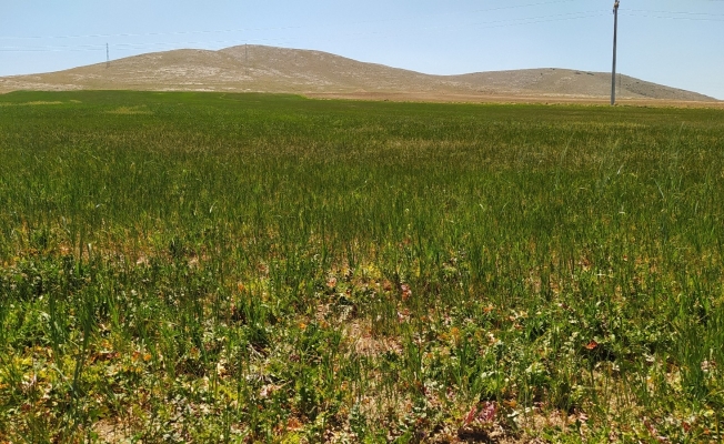 Çiftçileri kuraklık korkusu tedirgin ediyor