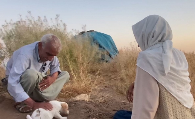 Çocuğu olmayan yaşlı çift ölen köpekleri için gözyaşı döktü