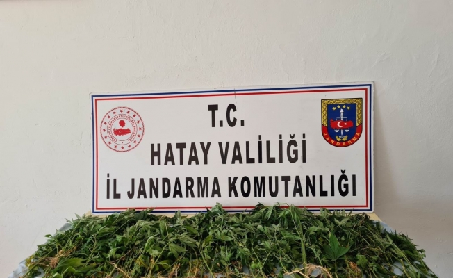 Devriye atan jandarma ekibi, zeytinlikte Hint keneviri buldu