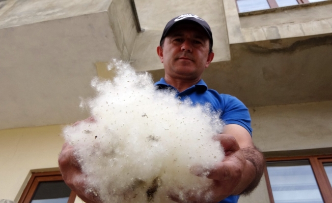 Dışarıyı beyaza bürüyen polenler görenleri şaşırttı