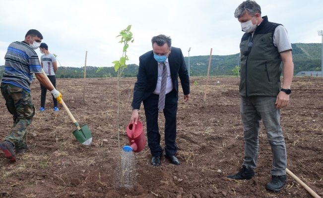 ESOGÜ Meşelik yerleşkesinde 260 katalpa fidanı toprakla buluşturuldu