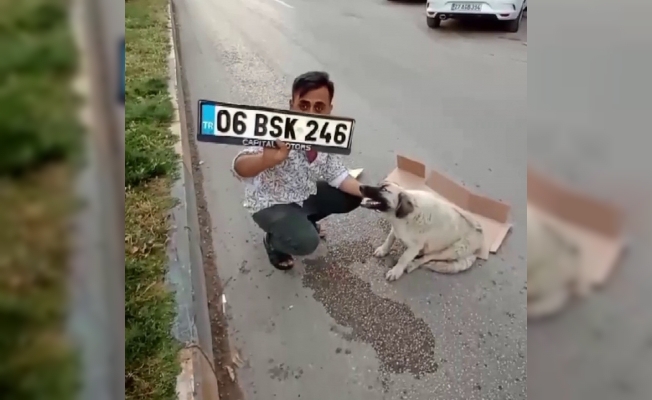 Hatay’da hamile köpeğe çarpan sürücü kaçtı