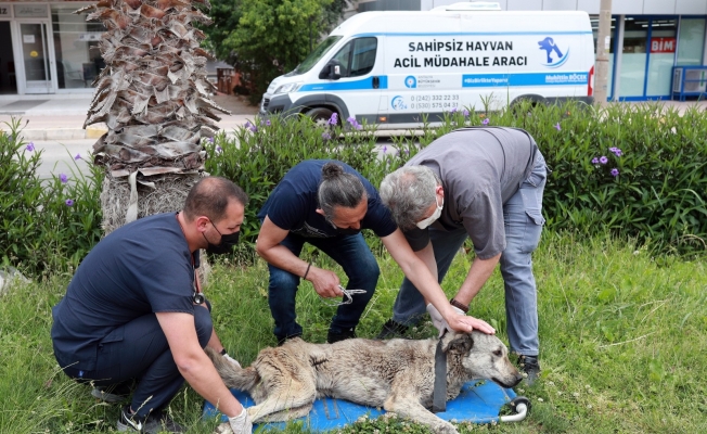 Hayvan ambulansı  ile anında müdahale