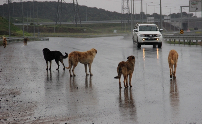 İstanbul’un köpekleri buraya bırakılıyor