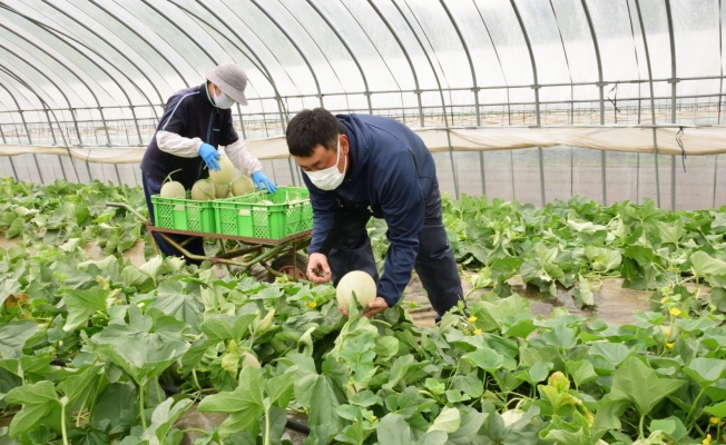 Japonya’daki kavun açık artırmasında dudak uçuklatan teklif