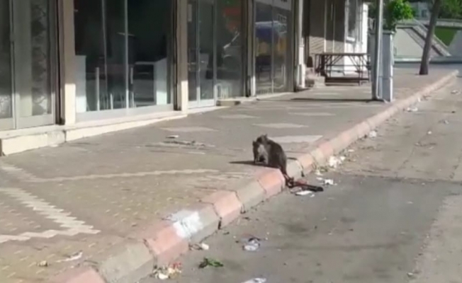 Kahramanmaraş’ta kedi kurtarma operasyonu