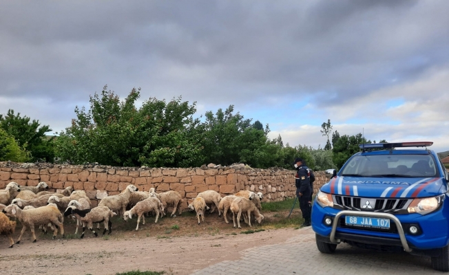 Kaybolan koyunları jandarma ekipleri buldu