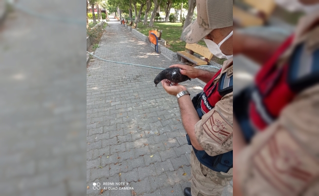 Kedinin saldırısına uğrayan güvercini jandarma kurtardı