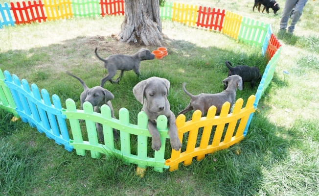 Köpeklere eziyet eden kadın cep telefonu kamerasıyla görüntülendi