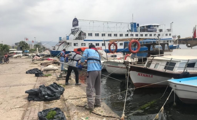 Körfez’deki deniz marulları temizleniyor