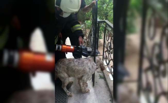 Korkuluklara sıkışan köpek kurtarıldı