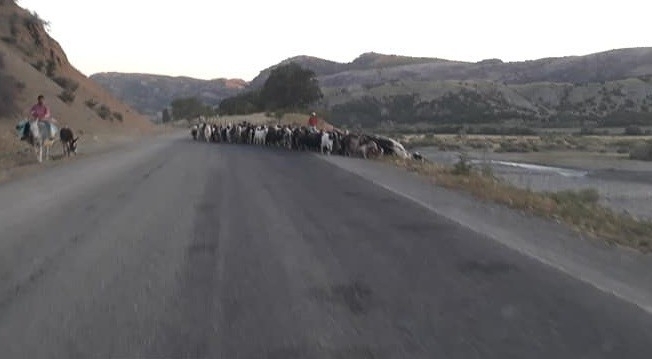 Kulp’ta göçerlerin zorlu yayla yolculuğu