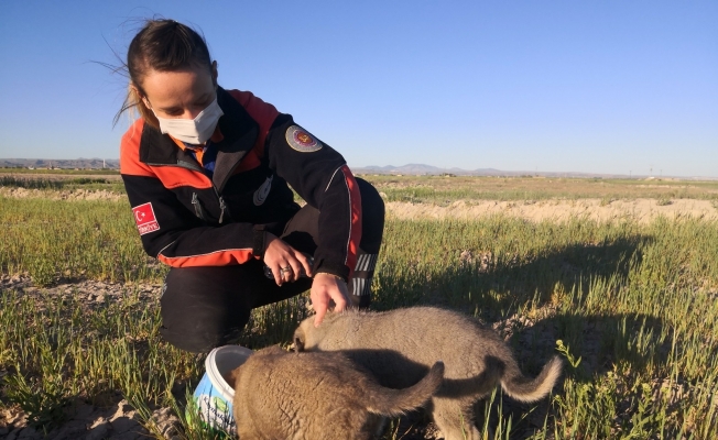Kuyuya düşen 2 yavru köpek AFAD ekiplerince kurtarıldı