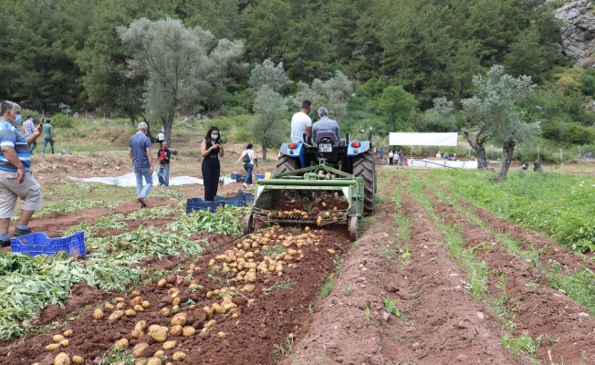 Marmaris Belediyesi’nin tarlalarında patates hasadı yapıldı