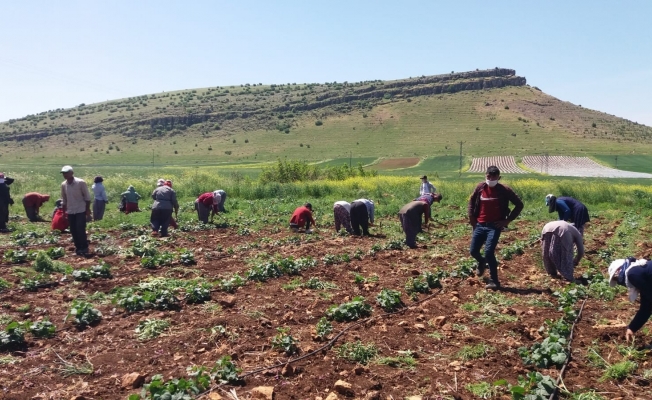 Mevsimlik tarım işçilerinin Ramazan’da zorlu mesaisi