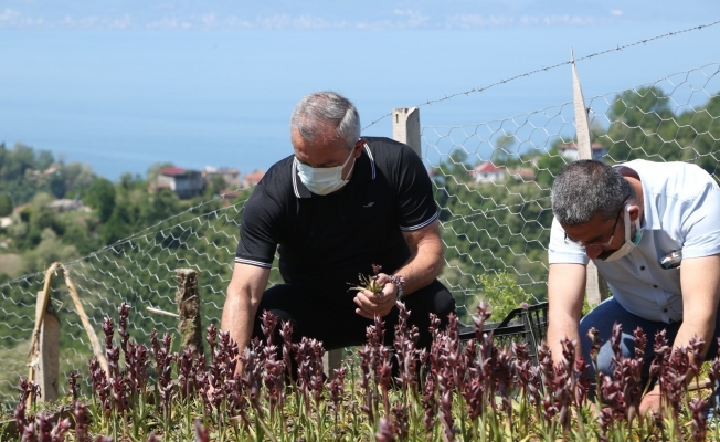 Ordu’da salep hasadı başladı