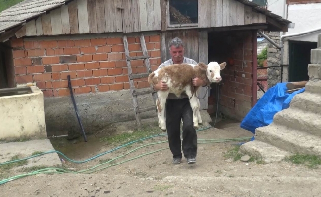 Ormanda doğan buzağıyı 5 kilometre boyunca sırtında taşıdı