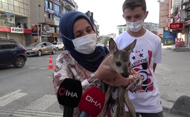 Ormanda ot toplamaya gitti, yavru karaca buldu