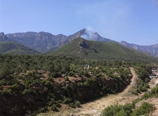 Ormanlık alandan yükselen dumanlar ekipleri seferber etti